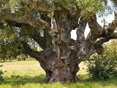 Korkeiche in Spanien Extremadura