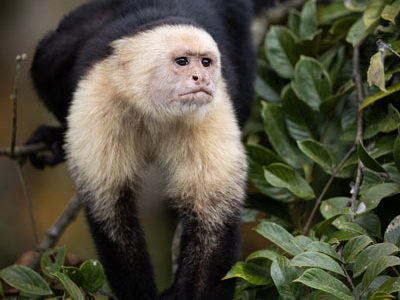 Kapuziner-Affe im Regenwald