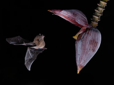 Fledermaus im Nachtflug