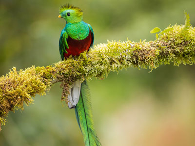 Quetzal auf Ast