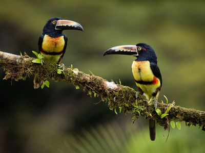 Schwarzarassaris in Costa Rica
