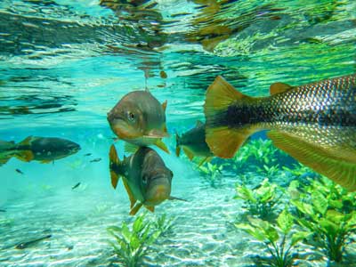 Die Fische im Rio da Prata im Süd-Pantanal fotografieren