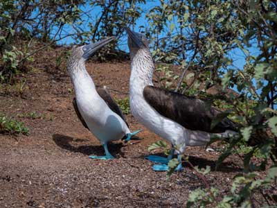 Blaufußtölpel leben auf den Galapagos-Inseln