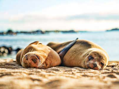 Seehunde am Strand der Insel Plaza Sur, Galapagos