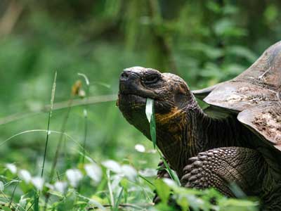 Fotomotiv Galapagos-Schildkröte