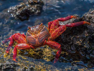 Rote Klippenkrabbe auf Ecuador-Fotoreise