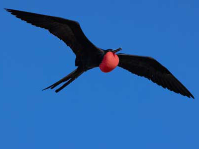 Im Galapagos Meeresreservat Fregattvögel fotografieren