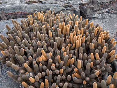 Kakteen auf Fotoreise in Galapagos, Ecuador