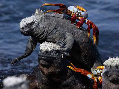 Meeresleguan und Galapagos-Klippenkrabbe am Strand von Santa Cruz