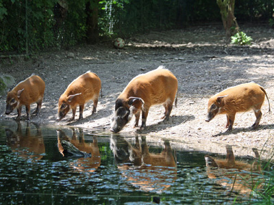 Pinselogrschweine in Gabun