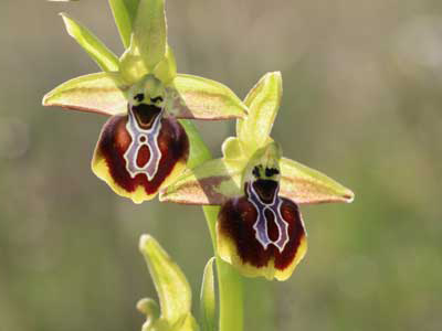 Griechenland Ophrys aesculapii