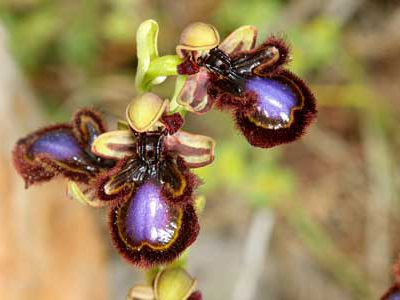 Griechenland Ophrys speculum