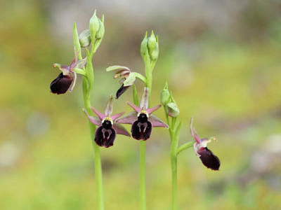 Ophrys Gottfriediana Kefalonia Botanik Reise