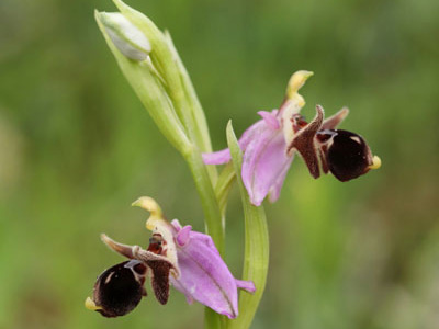 Ophrys cephaloniensis Kefalonia Botanik Reise