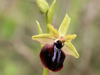 Ophrys mavrochila auf einer Kefalonia Botanik Reise