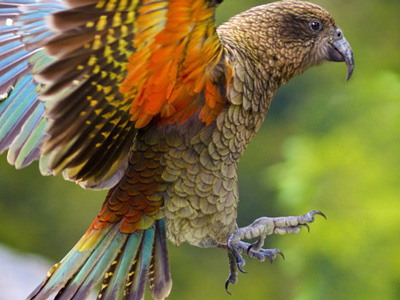 Kea – Papagei-Beobachtung auf Neuseeland Rundreise