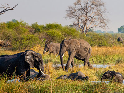 Elefanten-auf-Caprivi-Safari