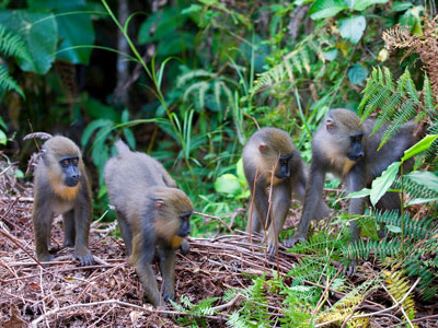 Junge Mandrill im Lope Nationalpark