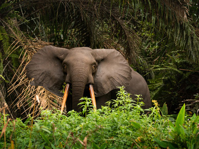 Waldelefant in Gabun
