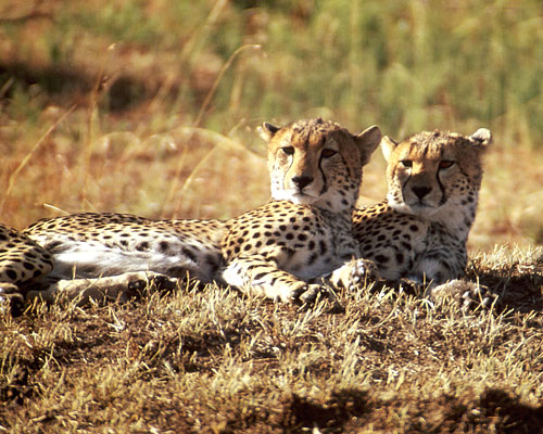 Zwei Geparden liegen nebeneinander und beobachten die Umgebung - (c) Dr. J. Trauttmansdorff