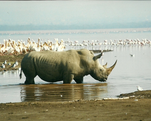 Breitmaulnashorn im Lake Nakuru - (c) Elvira Wolfer