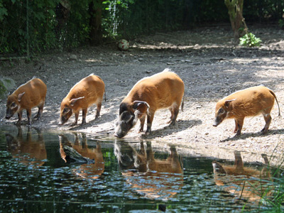 Pinselohrschweine