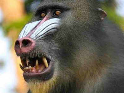 Mandrill