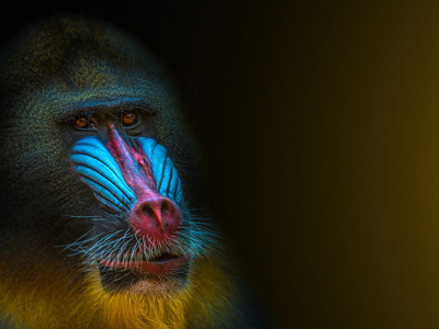 Mandrill in Gabun