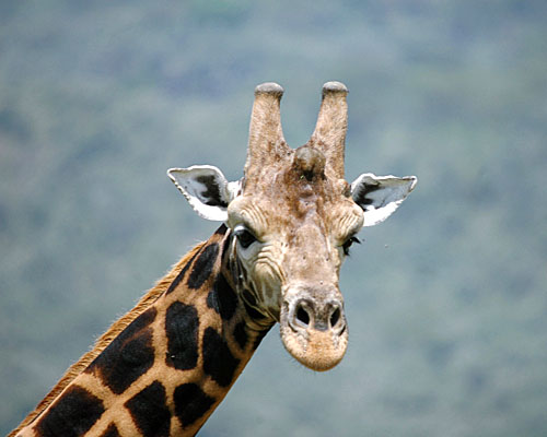 Massai-Giraffe