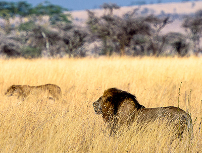 Löwen jagen in der Masai Mara