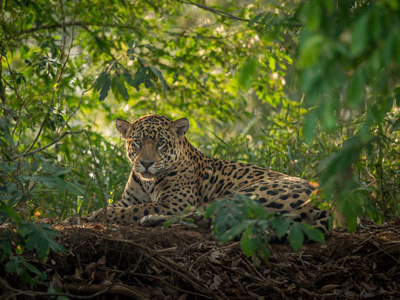 Jaguar im Pantanal