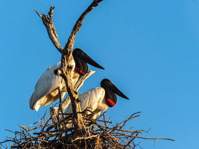 Jabiru Störche im Pantanal