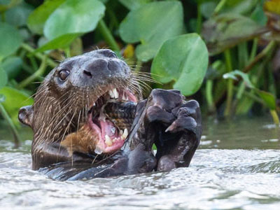 Riesenotter om Pantanal