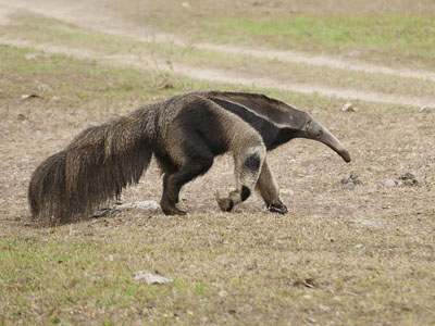 Großer Ameisenbär im Pantanal