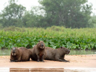 Wasserschweine im Pantanal