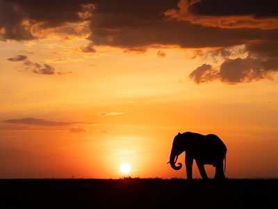 Elefant in der Masai Mara - Copyright_Arnfinn_Johansen