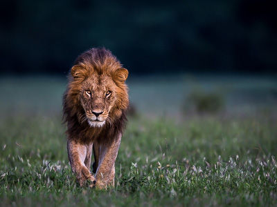 Löwe in der Masai Mara - Copyright_Arnfinn_Johansen