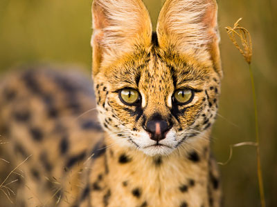 Serval in der Masai Mara - Copyright_Arnfinn_Johansen