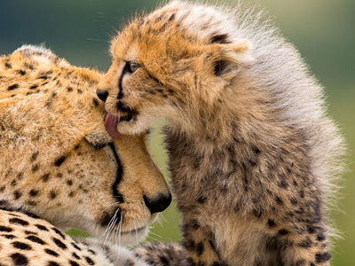 Geparden in Kenias Masai Mara - Copyright_Arnfinn_Johansen