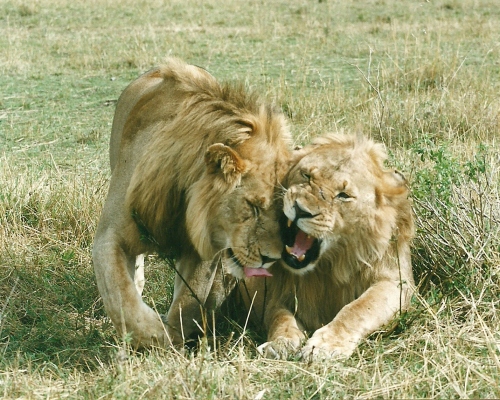 Begrüßung Löwenmännchen (c) E. Wolfer