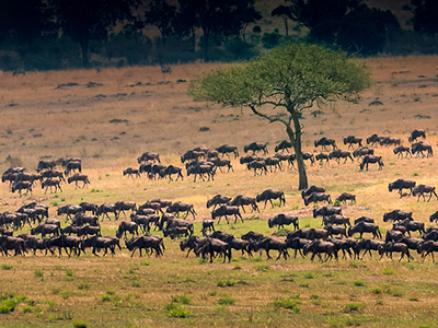 Gnu Tierwanderung in Kenias Masai Mara