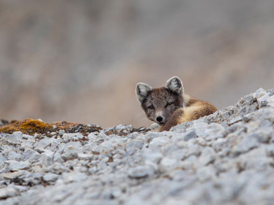 Fotoreise Polarfuchs & Naturfotografie Spitzbergen