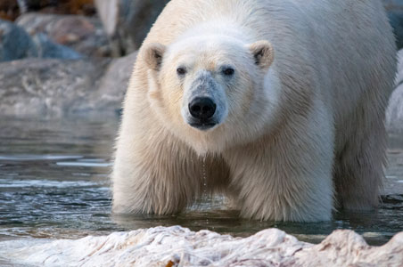 Eisbären Fotografie | Spätsommer Fotoreise nach Spitzbergen