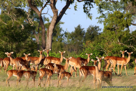 Impalas im Kruger Nationalpark von Südafrika