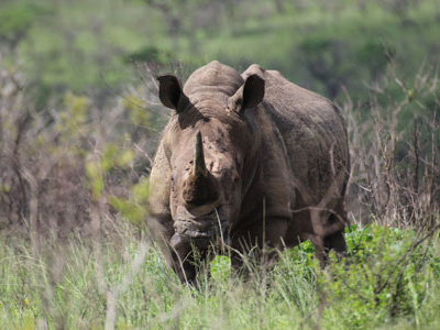 Nashorn im Kruger Nationalpark von Südafrika