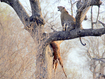 Leopard im Kruger Nationalpark von Südafrika