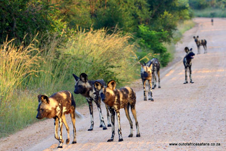 Wildhunde im Kruger Nationalpark von Südafrika
