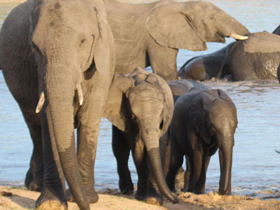 Südafrika-Kruger-Nationalpark-Safari