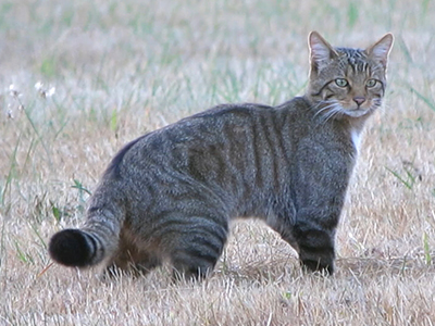 Wildkatze in Kantabrien