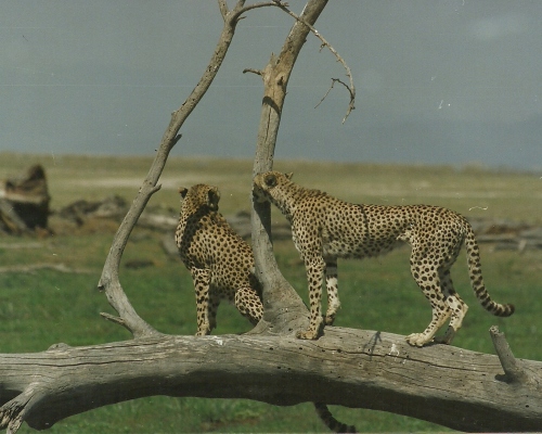 Gepardenmännchen im Amboseli (c) Elvira Wolfer